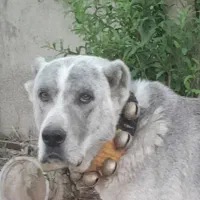 فروش حیون بدون نقص