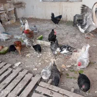 جوجه مرغ اراکانا گلین
