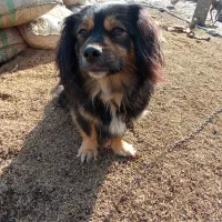 دو عدد سگ پاکوتاه واگذاری