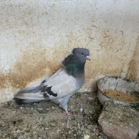 فروش چند عدد کبوتر قنار و نوک کوتاه