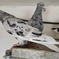 هفت رنگ دم سفید.درشت باکیفیت عالی