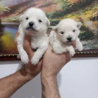 توله پامر روباهی