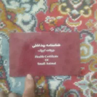 پاکوتاه مینیاتوری|سگ|بناب, |دیوار