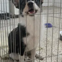 سگ اپارتمانی