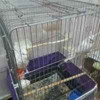 یک جفت عروس هلندی البینو