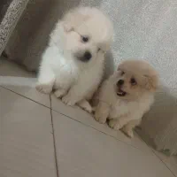 اشپیتز پامر