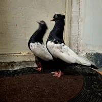 سینه سیاه