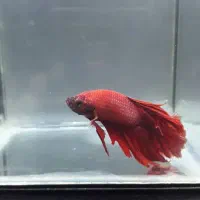 فایتر|ماهی|رشت, امین الضرب|دیوار