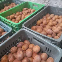 گیوی آب گیری مربای لواشکی