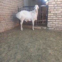 بره قوچی در تربت جام|حیوانات مزرعه|تربت جام, کاریز نو سفلی|دیوار