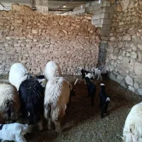 گوسفند|حیوانات مزرعه|لیکک, |دیوار