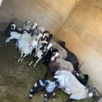 فروش گوسفند ماده|حیوانات مزرعه|زارچ, |دیوار