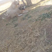 واگذاری سگ  لاس قدرجونی