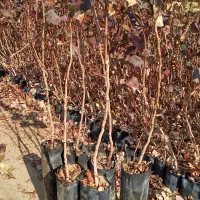 فروش نهال پسته بادامی زرندی ابرکوه|خدمات باغبانی و درختکاری|ابرکوه, |دیوار