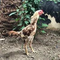 مرغ و خروس لاریبا لانه آهنی