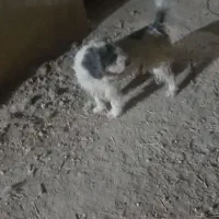 سگ پاپی|سگ|فلارد, |دیوار