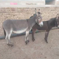 دو راس خر الاغ شیری کره دار جوان چاق|حیوانات مزرعه|رامند, |دیوار