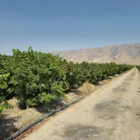 فروش فوری باغ انگوری اکبرآبادکوار