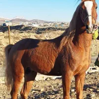 اسب کرد پرو خون دست پا سالم بسیار سر دم گیر