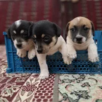 توله واگذاری پامرانین فوری