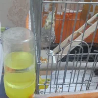 عروس هلندی نر|پرنده|تهران, شکوفه (عبدل آباد)|دیوار