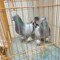 کبوتر|پرنده|امیدیه, |دیوار