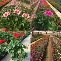 خدمات باغبانی در تمام نقاط تهران|خدمات باغبانی و درختکاری|تهران, ده‌ونک|دیوار