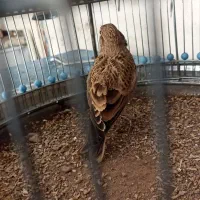 سهره خاکی نر بخون با قفس|پرنده|پاکدشت, حصار امیر|دیوار