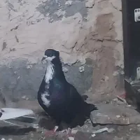 کفتر|پرنده|بندرعباس, |دیوار