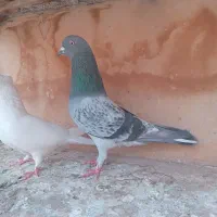 کفتر پرشی|پرنده|قم, ولیعصر|دیوار