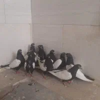 معاوضه کفتر سینه دم سیاه با پاکستانی