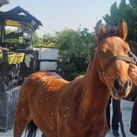 کره اسب نریان کرد اصیل|اسب و تجهیزات اسبسواری|چالوس, |دیوار