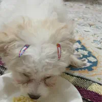 توله سگ بانمک اجتماعی|سگ|اهواز, گلستان|دیوار