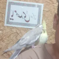 عروس هلندی وات فیس