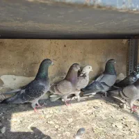 کفتر|پرنده|هشتگرد, مدرس|دیوار