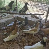 کفتر بهبونی و شهری|پرنده|شیراز, بید زرد|دیوار