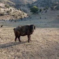 قوچ بختیاری