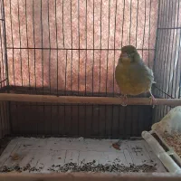 ۲ تا قناری نر بخون و سررحال|پرنده|ساری, |دیوار