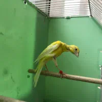 کمربند سفید.قناری یسر نر