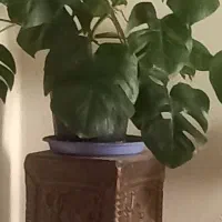 گل برگ انجیری یا پنچه شیری ۷۰۰