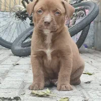 پیتبول‌ ، پیت بول