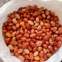 سنجد تازه فروش یکجا|حراج|خرمدره, |دیوار