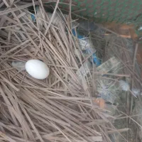 گم شده|حیوانات|سراوان, |دیوار