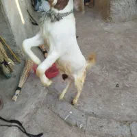 دوعددکره نربرای تخمی