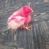 جوجه رنگی بزرگ شده