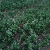 تعداد ۹۵ پرس یونجه مرغوب وخشک