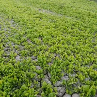 نشای کاهو بذر خوب|خدمات باغبانی و درختکاری|کردکوی, |دیوار