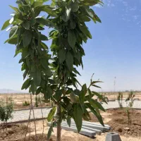 فقط با 100 میلیون صاحب زمین شو|فروش زمین و ملک کلنگی|شاهین‌شهر, گرگاب|دیوار