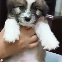 توله شیتزو پیکینیز میکس|سگ|جیرفت, |دیوار