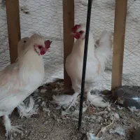 مرغ و خروس سلطان